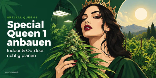 Special Queen 1 anbauen als Illustration mit Cannabispflanze und Hinweis auf Indoor- und Outdoor-Anbau.