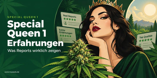 Special Queen 1 Grow Reports als Grafik mit Queen, Cannabisblüte und dargestellten Erfahrungswerten