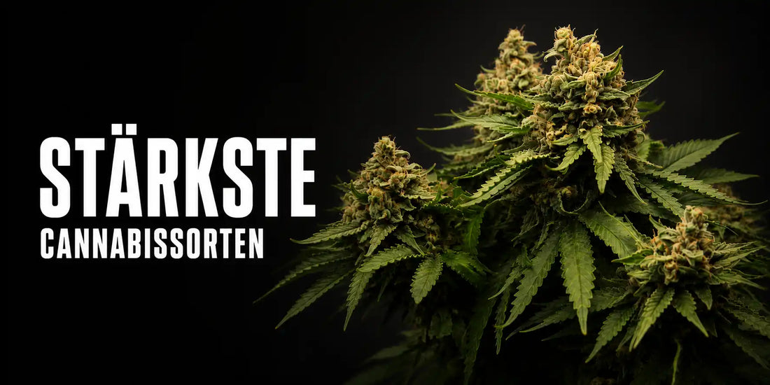 Stärkste Cannabissorten mit mehreren dichten Blüten, orangefarbenen Blütenfäden und kräftigen grünen Blättern.