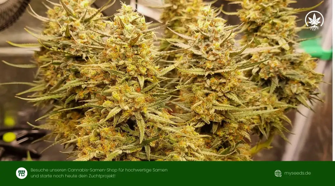 Sticky Orange XXL Erfahrungen und Grow Report