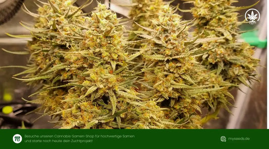 Sticky Orange XXL Erfahrungen und Grow Report