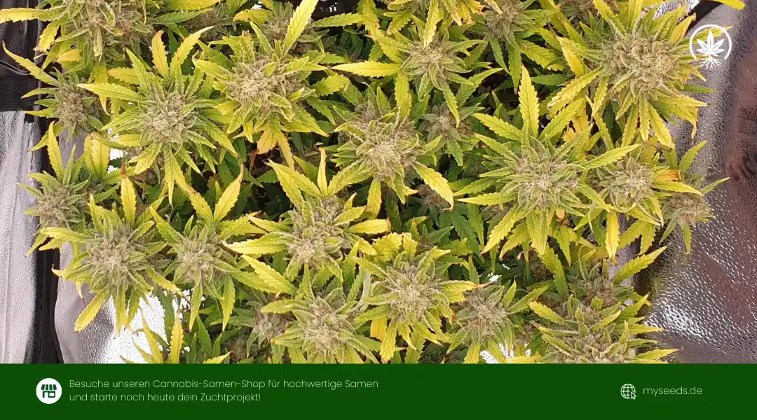 Sticky-Orange-XXL Pflanze mit reifen, orangetonigen Buds und dichten Blütenclustern