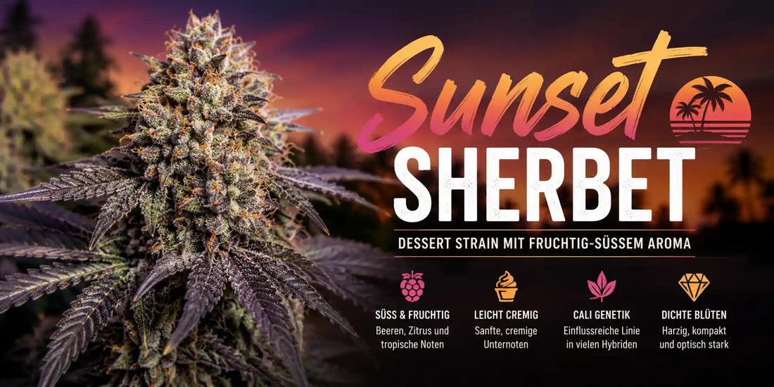 Sunset Sherbet Cannabisblüte mit harzigen Buds und fruchtig süßem Dessert Aroma