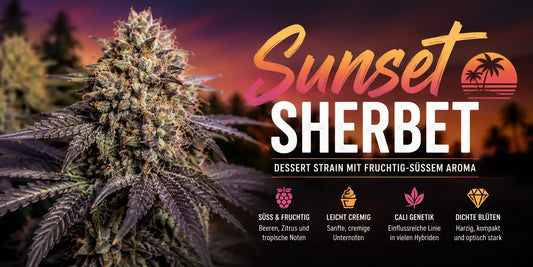 Sunset Sherbet Cannabisblüte mit harzigen Buds und fruchtig süßem Dessert Aroma