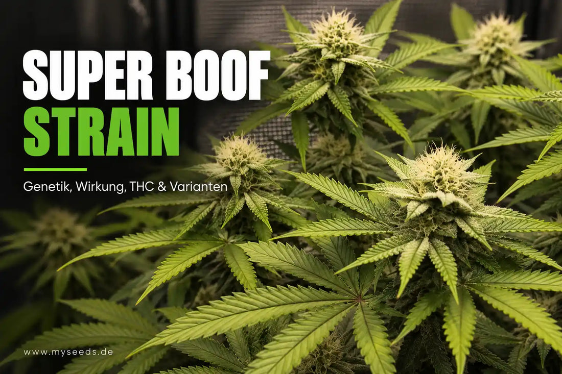 Titelgrafik zu Super Boof Strain mit blühenden Pflanzen und dem Text zu Genetik, Wirkung, THC und Varianten