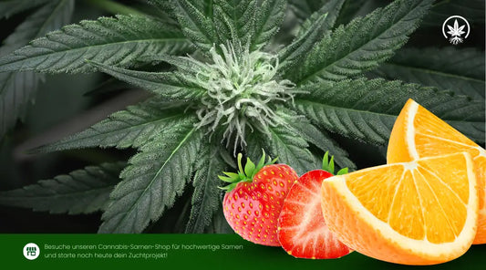Süße fruchtige Cannabissorten mit frostigen Blüten, Erdbeeren und Orangenscheiben