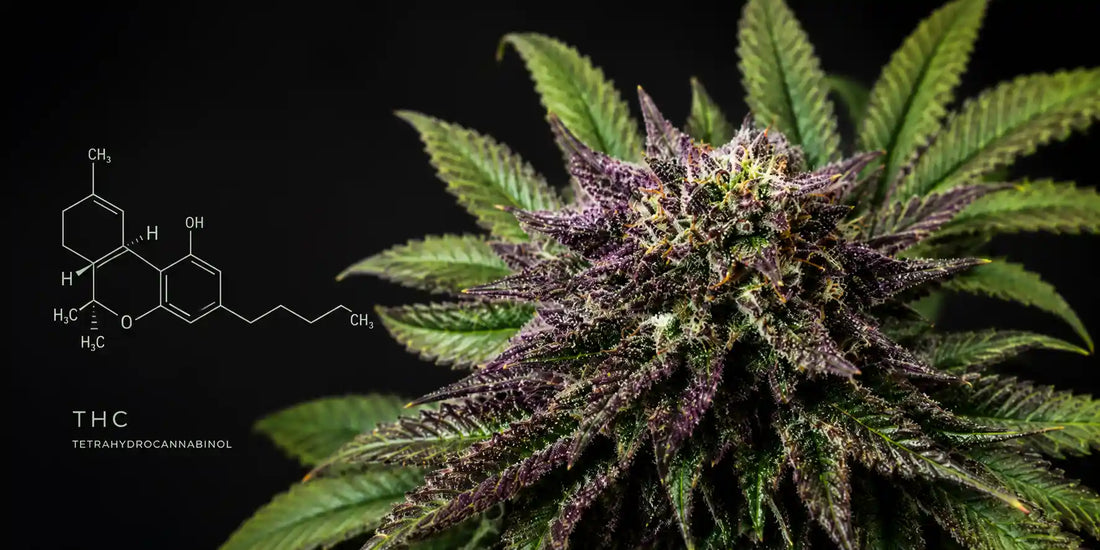 Violette Cannabisblüte neben der chemischen Strukturformel von THC