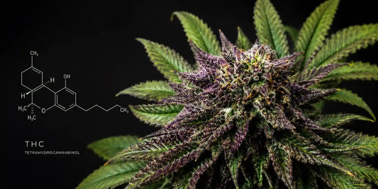 Violette Cannabisblüte neben der chemischen Strukturformel von THC