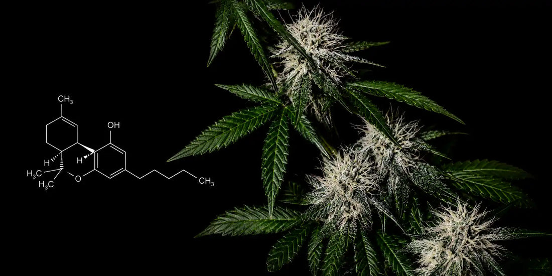 Cannabispflanze mit harzigen Blüten neben der chemischen Strukturformel von THC