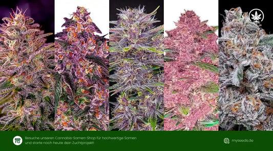 Fünf Top-Lila-Cannabis-Sorten mit violett-roten Blüten, dichten Trichomen und orangefarbenen Härchen.