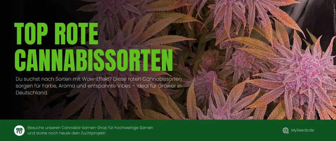 Top 7 Rote Cannabissorten – Die besten roten Strains