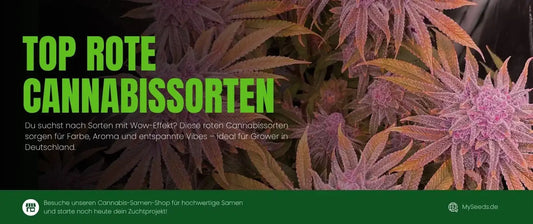 Top 7 Rote Cannabissorten – Die besten roten Strains