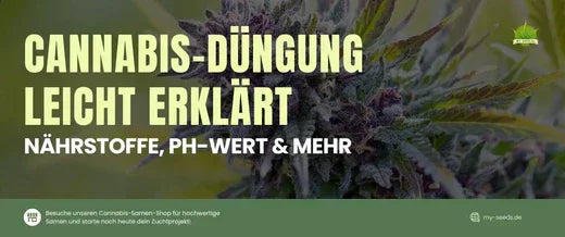 Der Anbau gesunder Cannabispflanzen beginnt mit dem Verständnis der richtigen Düngung. 