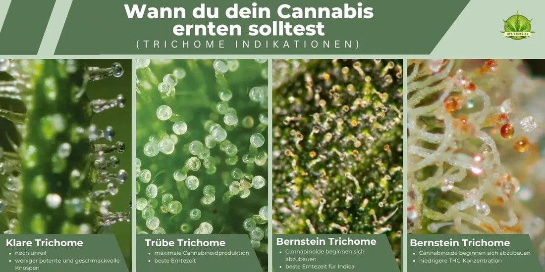 Trichome erntereif erkennen