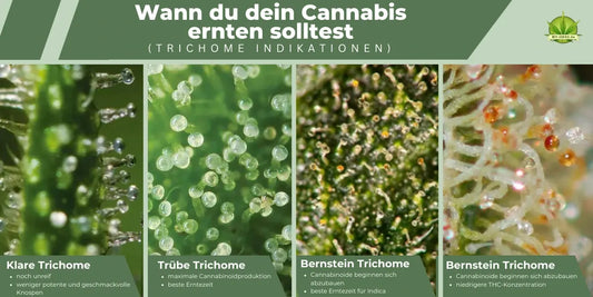 Trichome erntereif erkennen