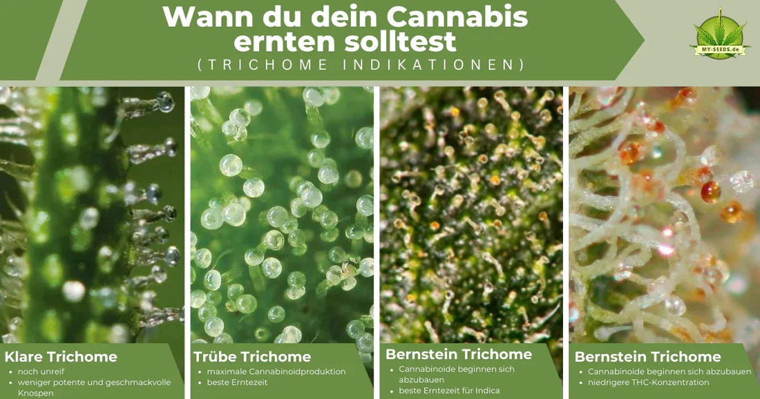 Detailfotos von Cannabis-Trichomen (transparent, milchig, bernstein) mit Tipps zur Potenz und optimalen Harvest-Time.