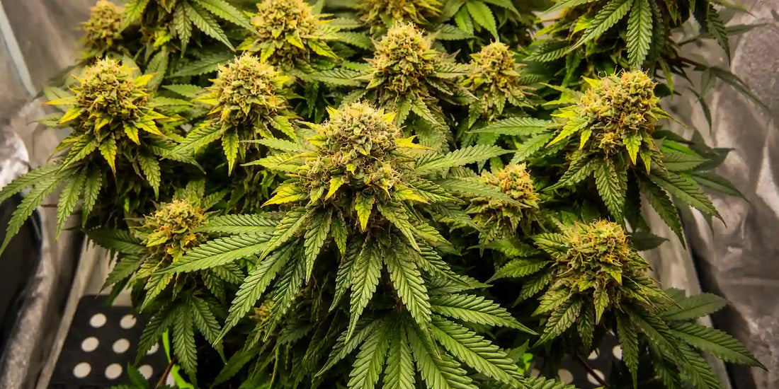 White Runtz Strain: Sorteninformationen, Wirkung & THC