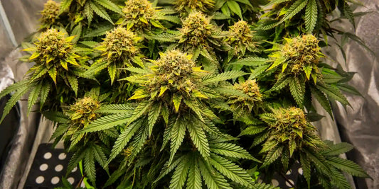 White Runtz Strain: Sorteninformationen, Wirkung & THC