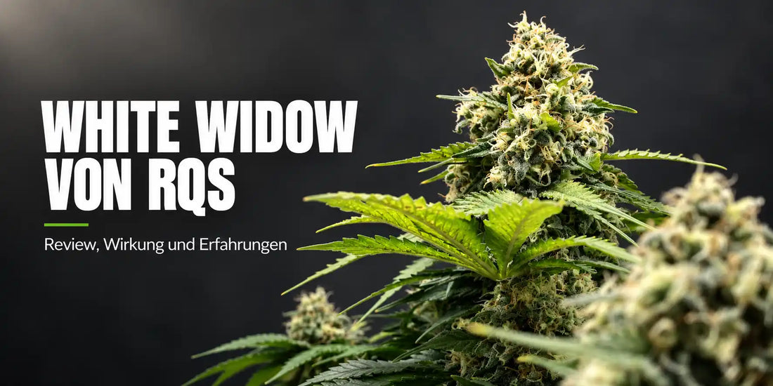 Harzreiche White Widow von Royal Queen Seeds mit dichtem Trichombesatz