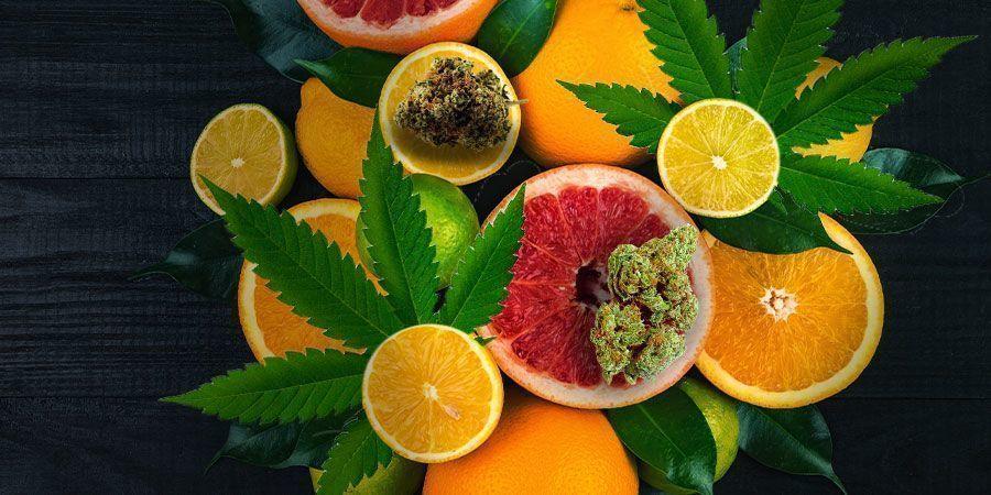 Sortenrezension: White Widow von Royal Queen Seeds