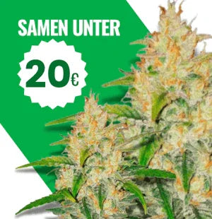 Premium Hanfsamen bis 20€