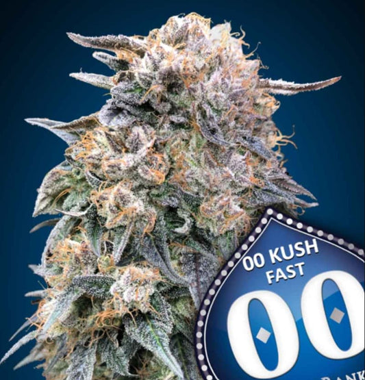 Harzige Buds der Sorte 00 Kush Fast 00 Seeds Feminisiert mit violetten und orangefarbenen Blütenhaaren