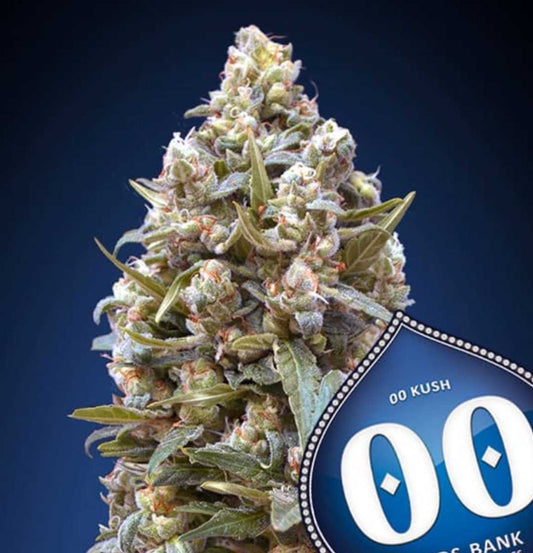 00 Cheese Cannabisblüte mit dichten, harzüberzogenen Knospen und orangefarbenen Pistillen.