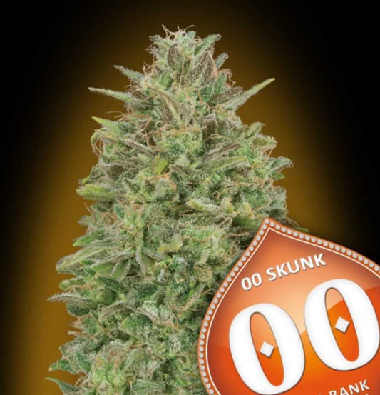 Kompakter, harzreicher Bud der Sorte 00 Skunk mit dichten, grün-orangen Blüten und kristalliner Trichomschicht.