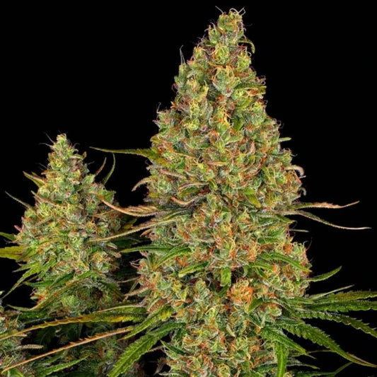 Harzig blühende Sticky Orange Automatic XXL mit dichten, orangefarbenen Buds und kräftigem Wuchs.