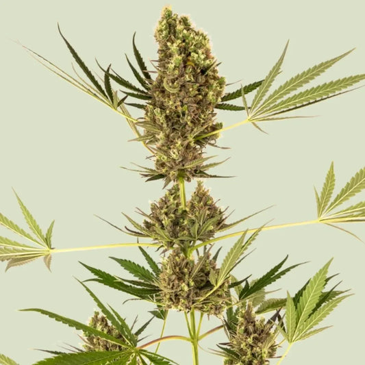 Blühende Alpine Delight Cbd Automatic Pflanze mit dichten, harzigen Buds und kräftigen grünen Blättern