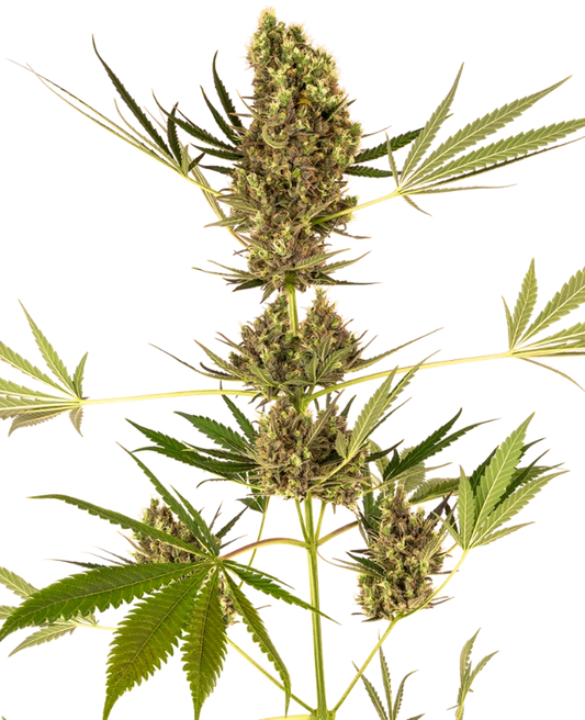 Blühende Alpine Delight Cbd Automatic Pflanze mit dichten, harzigen Buds und kräftigen grünen Blättern
