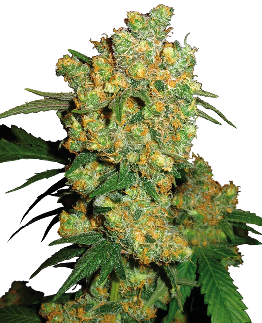 Harzige, kompakte Big Bud Blüte mit dichten, orangefarbenen Blütenhaaren und kräftigen grünen Blättern