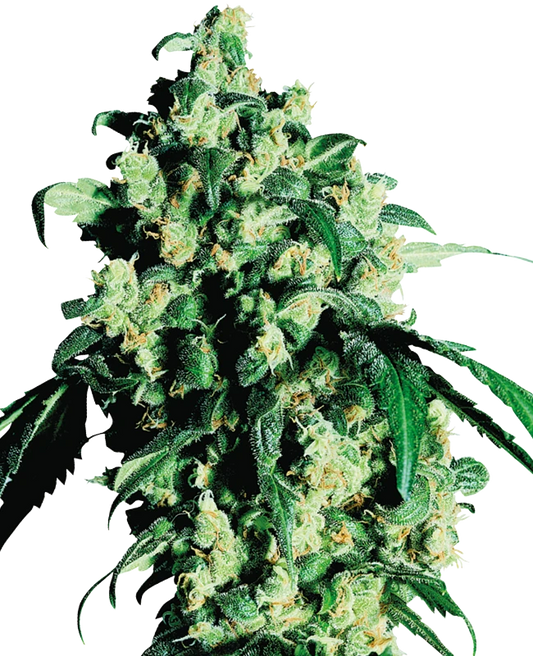 Kompakte, harzreiche Super Skunk Blüte mit dichten Buds und orangen Stigmen vor weißem Hintergrund