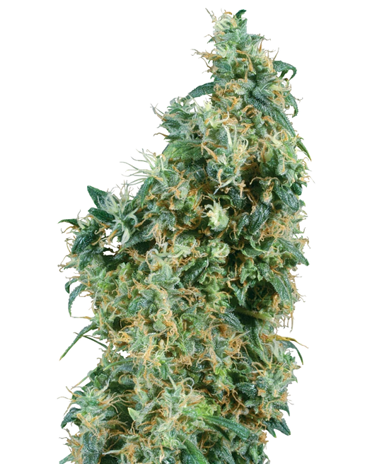 Harzige First Lady Cannabispflanze mit dichten, orangenen Blütenhaaren und grünen, kristallüberzogenen Blättern