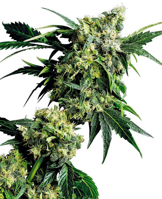 Harzige Blüten der Sorte Mr Nice G13 X Hash Plant mit dichten Buds und kräftig grünen Blättern.