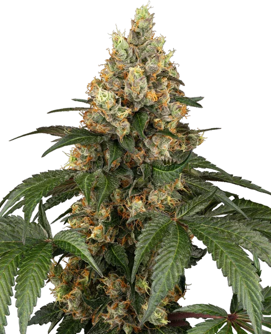 Harziges Blütenmeer der Sorte Chocolate Rainbow Xxl mit dichten Buds und violett-grünen Blättern in voller Reife