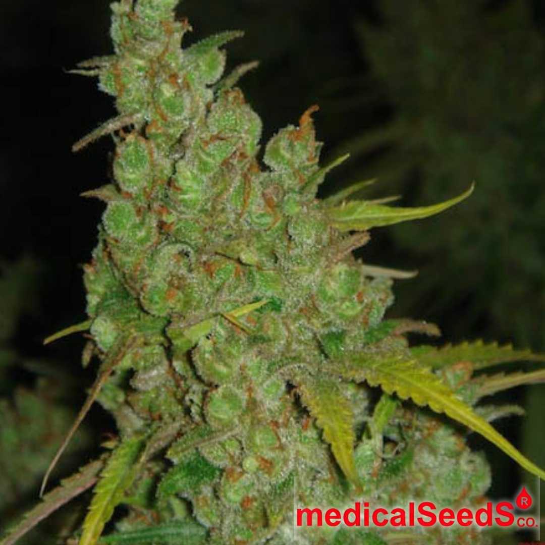 1024 Cannabisblüte mit dichtem Bud-Aufbau, vielen Trichomen und orangefarbenen Blütenfäden in kompakter Struktur