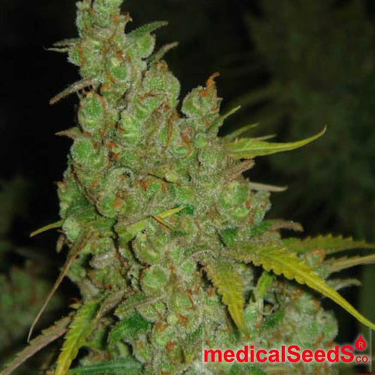 1024 Cannabisblüte mit dichtem Bud-Aufbau, vielen Trichomen und orangefarbenen Blütenfäden in kompakter Struktur