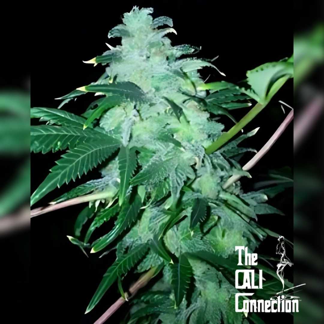 Dichte 22 Cannabisblüte mit Harz und kräftigen grünen Blättern