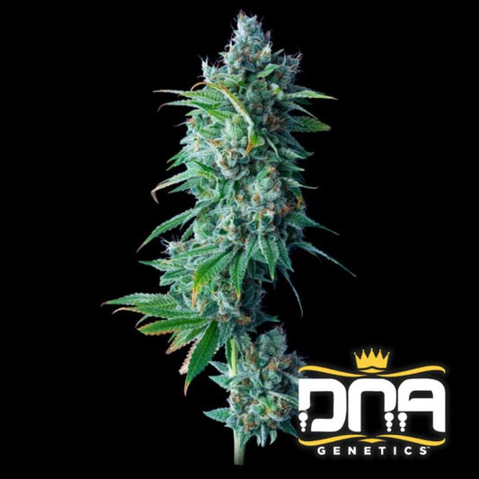 Dichte 24k Gold Cannabispflanze mit harzigen, orangefarbenen Blüten und dunkelgrünen Zuckerblättern.