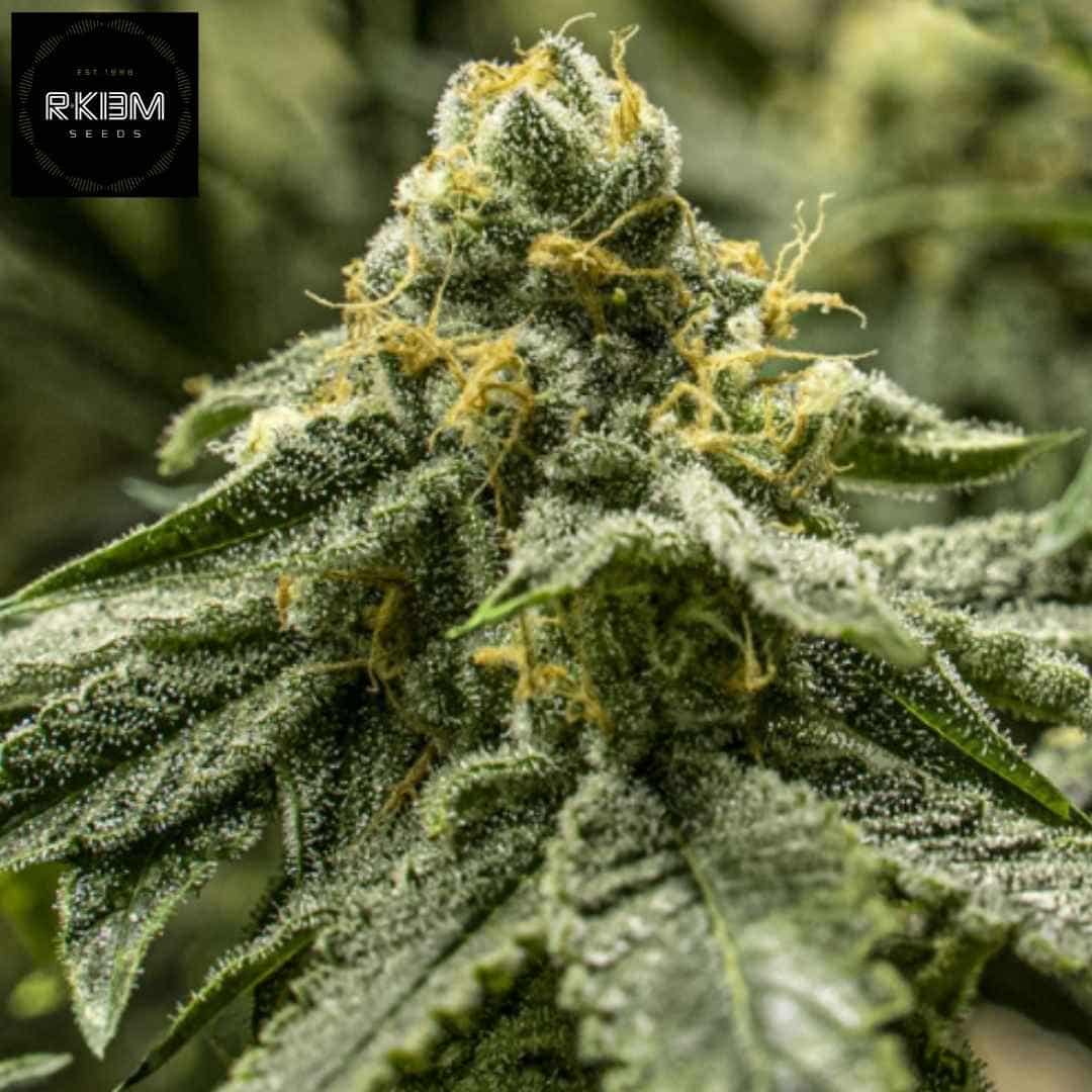 2y2 Cannabissorte mit dichtem, harzigem Bud und orangefarbenen Blütenfäden