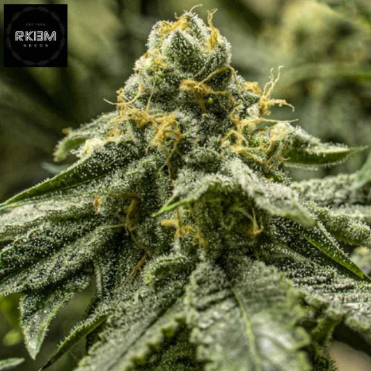 2y2 Cannabissorte mit dichtem, harzigem Bud und orangefarbenen Blütenfäden