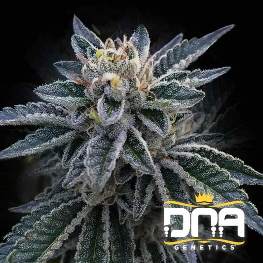 3Peat Cannabisblüte mit dichten Harztrichomen und dunkelgrünen, glitzernden Blättern in voller Blütephase.