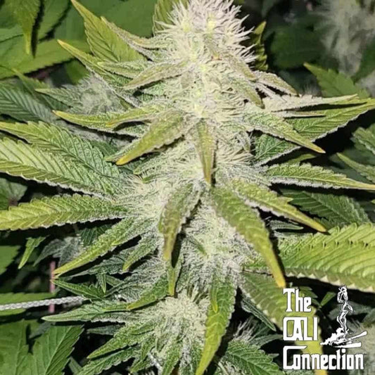 Haarige, stark bereifte 78 Blüte mit dichten Trichomen und spitzen grünen Blättern