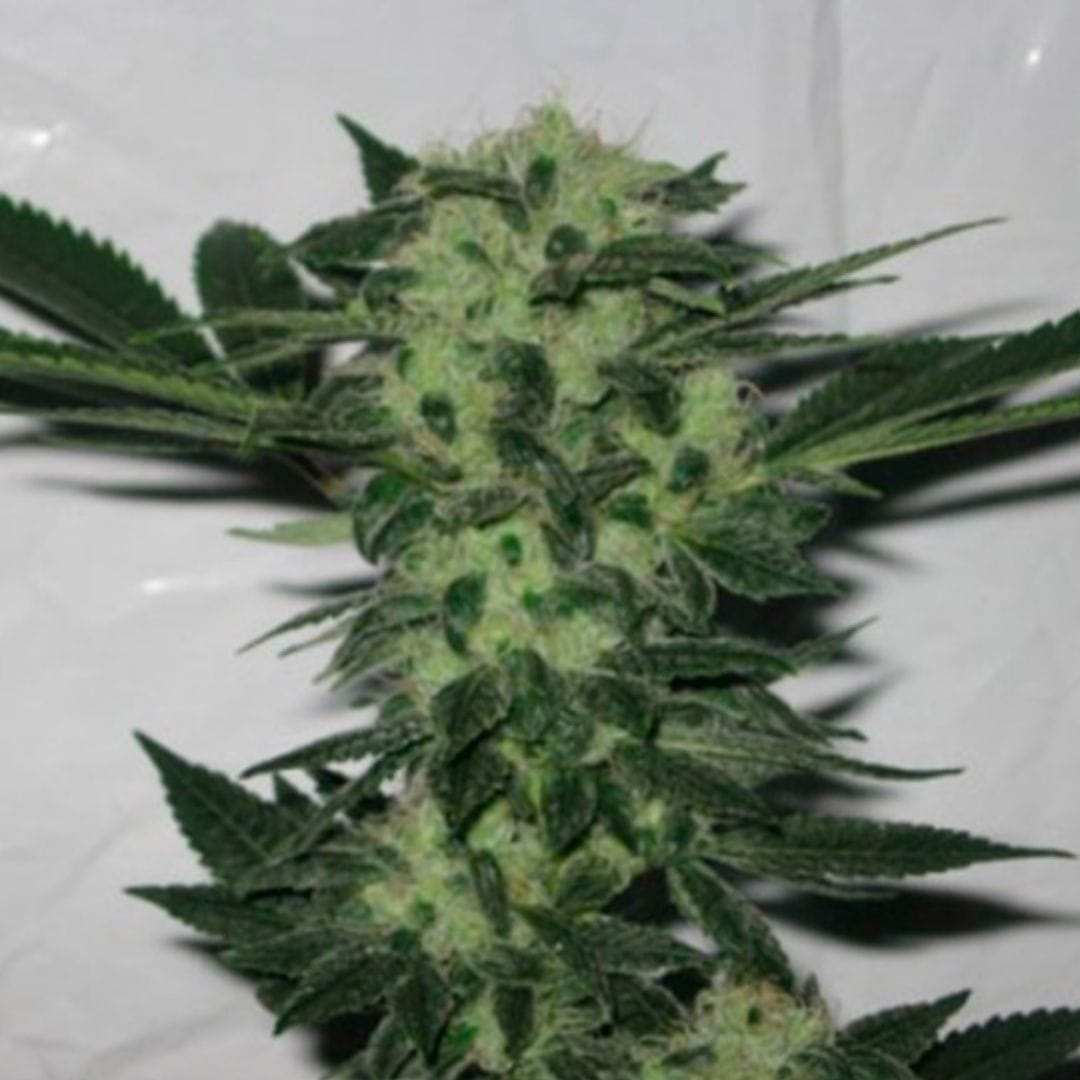 Dichte, harzige 818 Headband Blüte mit hellen Blütenfäden und dunkelgrünen Zuckerblättern.