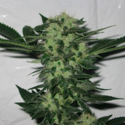Dichte, harzige 818 Headband Blüte mit hellen Blütenfäden und dunkelgrünen Zuckerblättern.