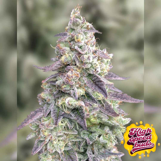 Dichte, harzige Cannabisblüte von #9 Pound Hammer Auto mit violetten Zuckerblättern und reifen Trichomen