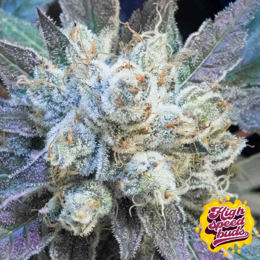 Harzige Cannabisblüte von #9 Pound Hammer Auto mit dichter Trichombedeckung und kompakten Buds