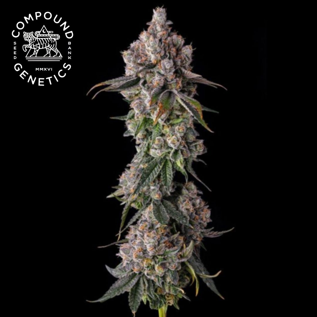 90 Proof Cannabisblüte mit dichten, harzigen Buds und orangefarbenen Blütenstempeln