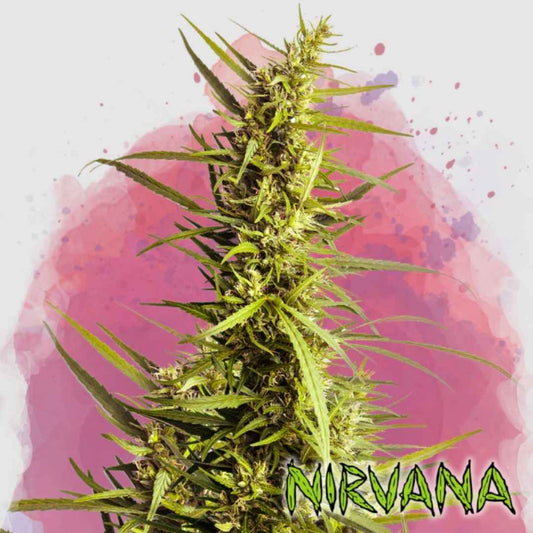 AK-48 Pflanze mit langen, schlanken Buds und harzigen Blütenständen